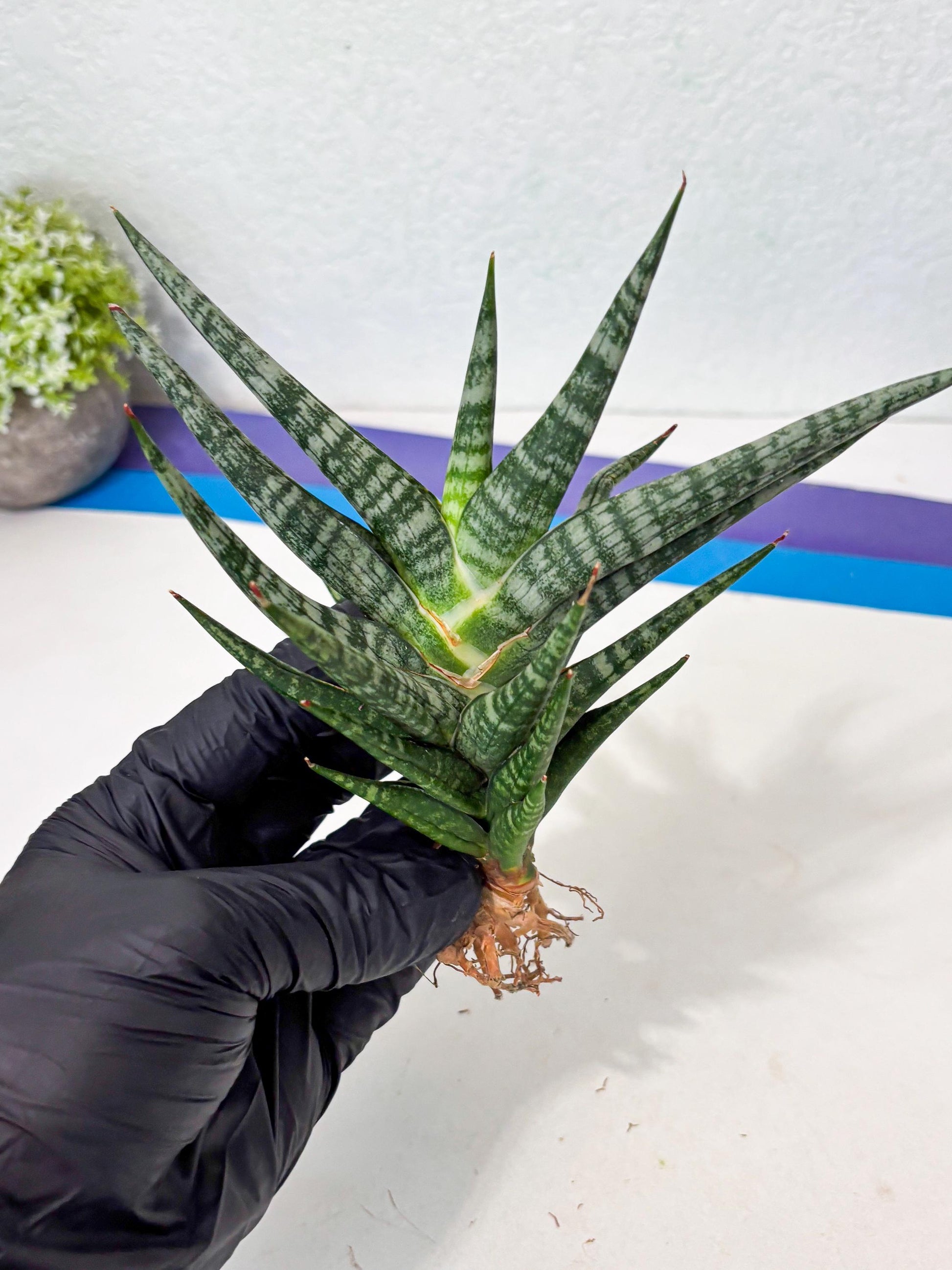Sansevieria Motomo x Boncel (Ha5) (6) | Imported