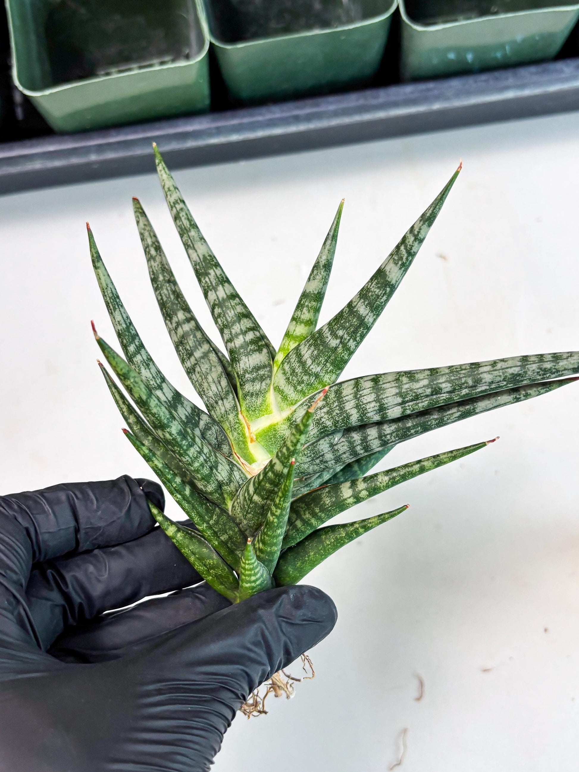 Sansevieria Motomo x Boncel (Ha5) (6) | Imported
