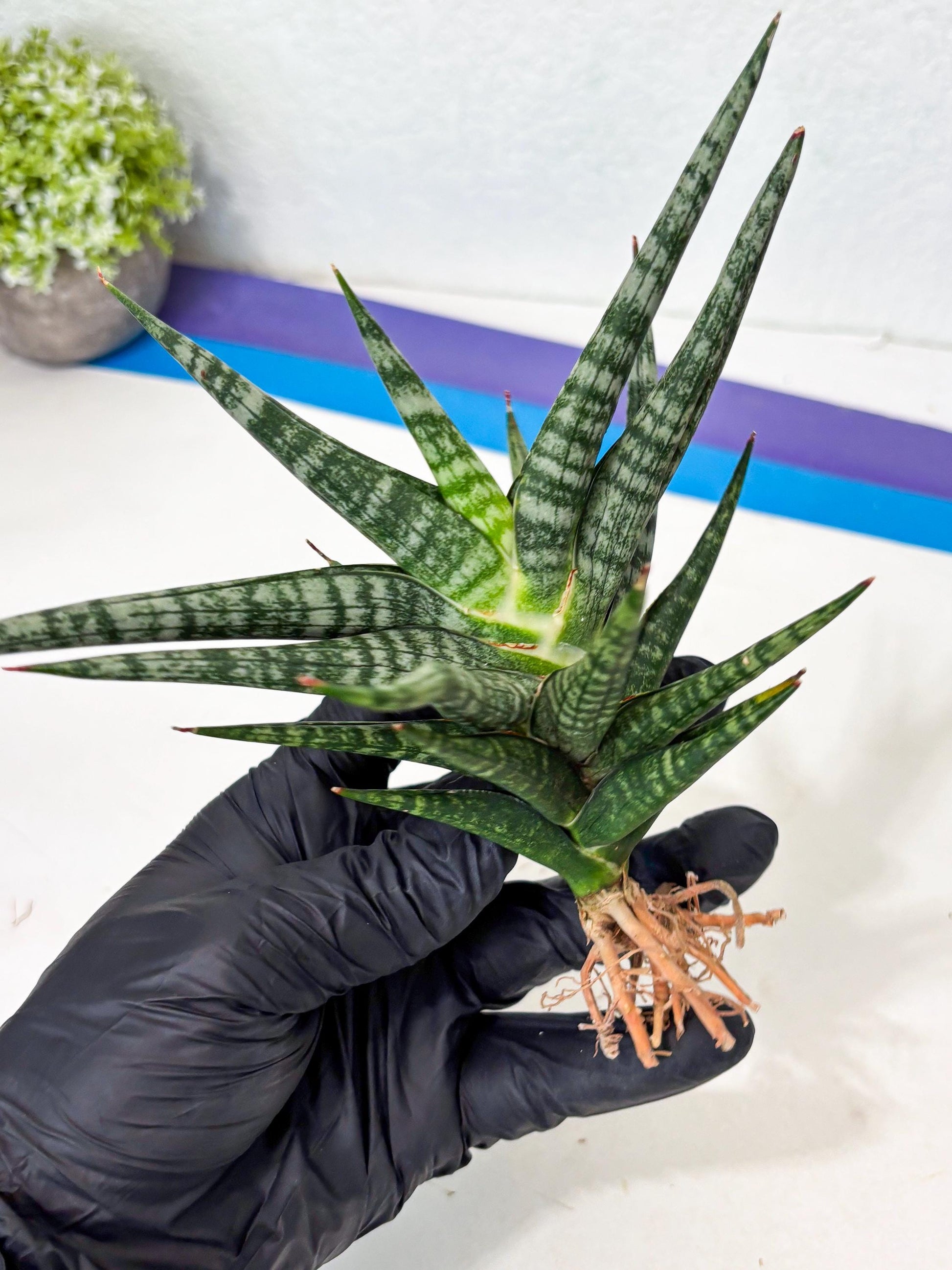 Sansevieria Motomo x Boncel (Ha5) (6) | Imported