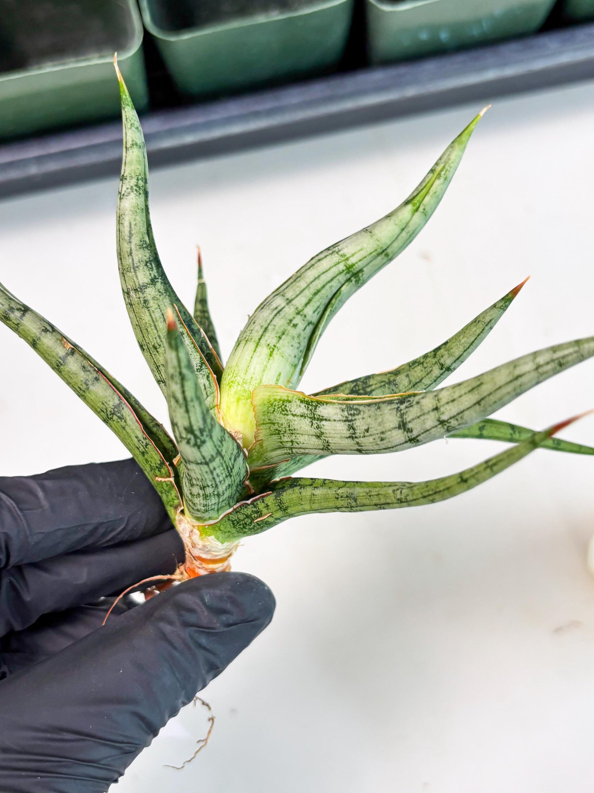 Sansevieria Rudal (Ha5) (7) | Rare Collection