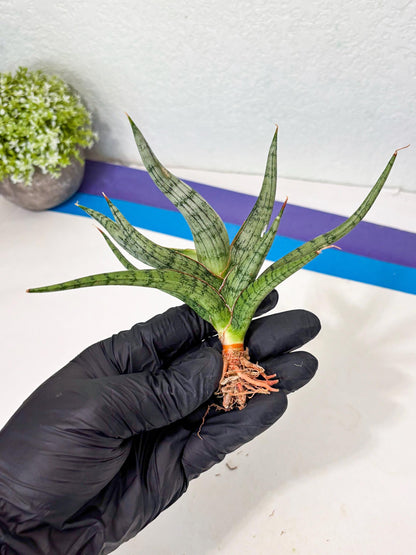 Sansevieria Rudal (Ha5) (7) | Rare Collection