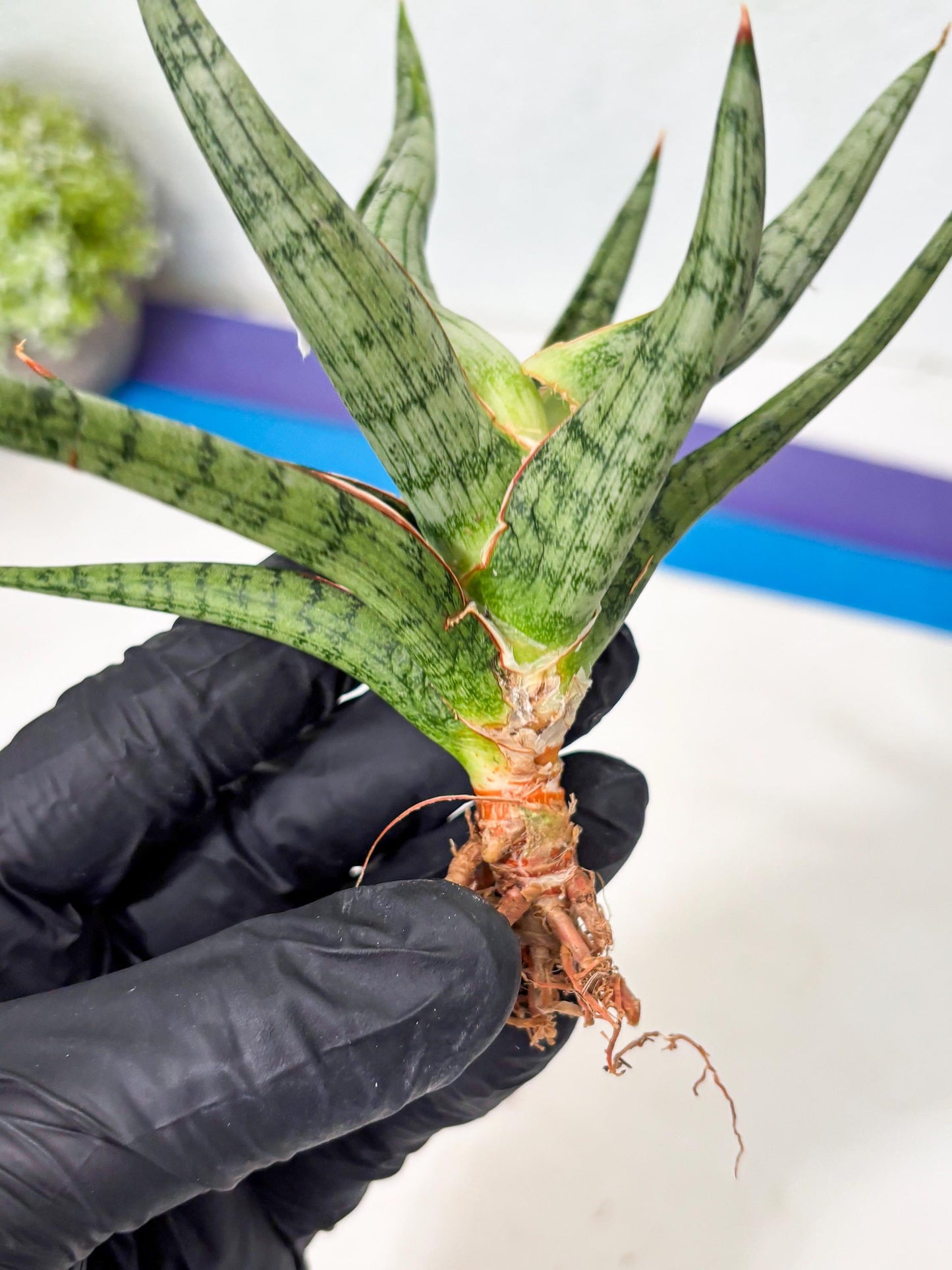 Sansevieria Rudal (Ha5) (7) | Rare Collection