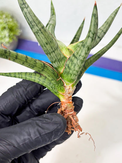 Sansevieria Rudal (Ha5) (7) | Rare Collection