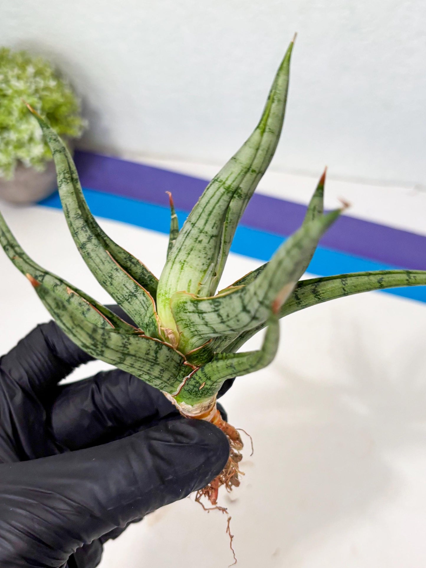 Sansevieria Rudal (Ha5) (7) | Rare Collection