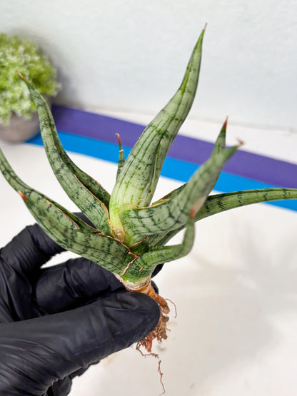 Sansevieria Rudal (Ha5) (7) | Rare Collection
