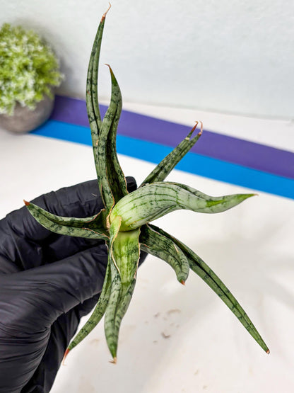 Sansevieria Rudal (Ha5) (7) | Rare Collection