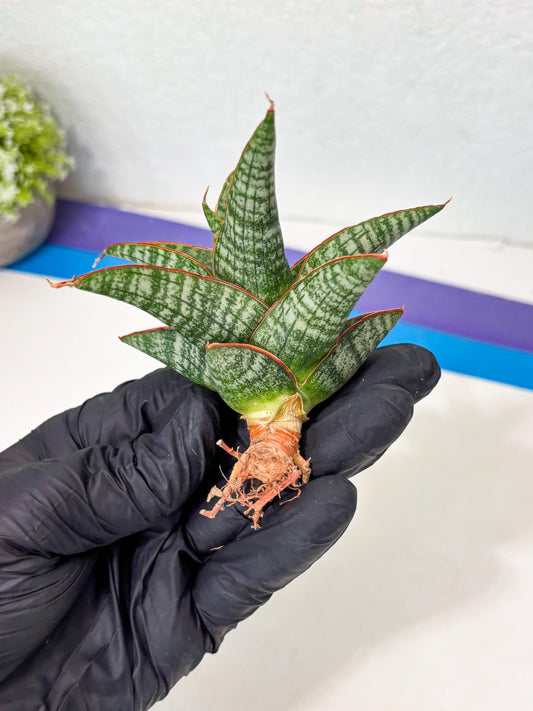 Sansevieria Samosir (Ha5) (9) | Rare Collection