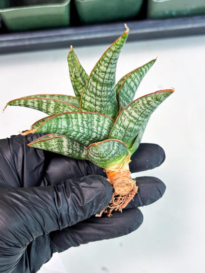 Sansevieria Samosir (Ha5) (9) | Rare Collection