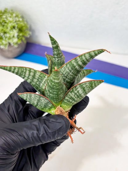 Sansevieria Samosir (Ha5) (9) | Rare Collection