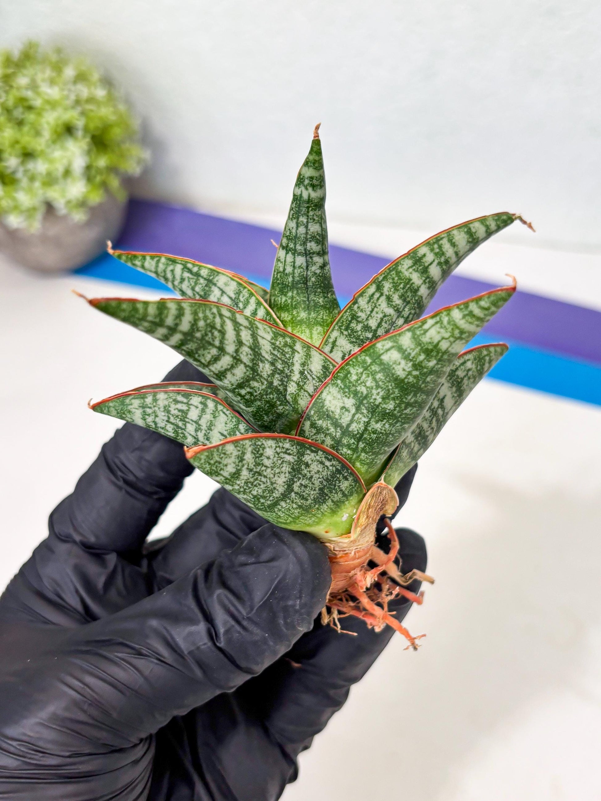 Sansevieria Samosir (Ha5) (9) | Rare Collection