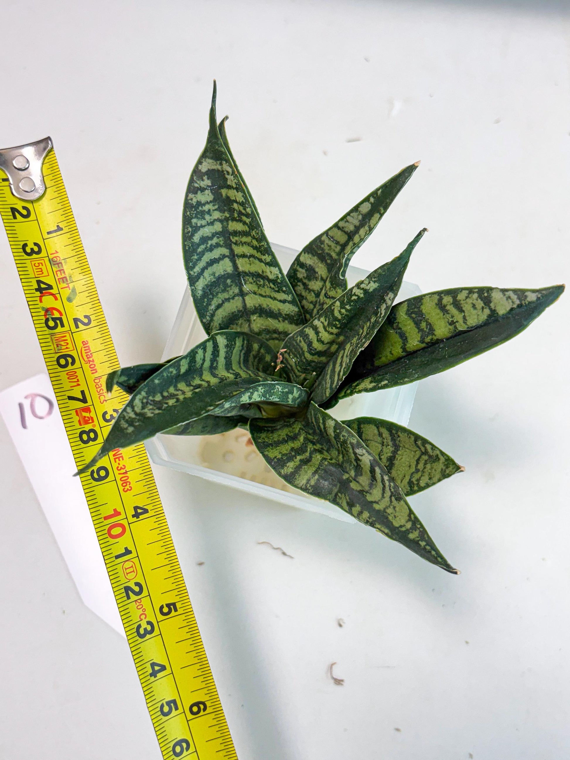 Sansevieria Spyder Crested (Ha5) (10) | Rare Collection