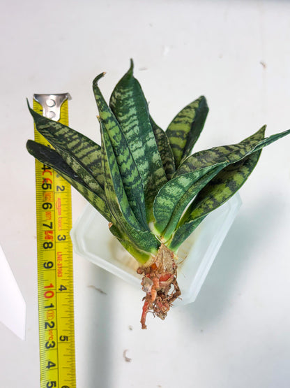 Sansevieria Spyder Crested (Ha5) (10) | Rare Collection