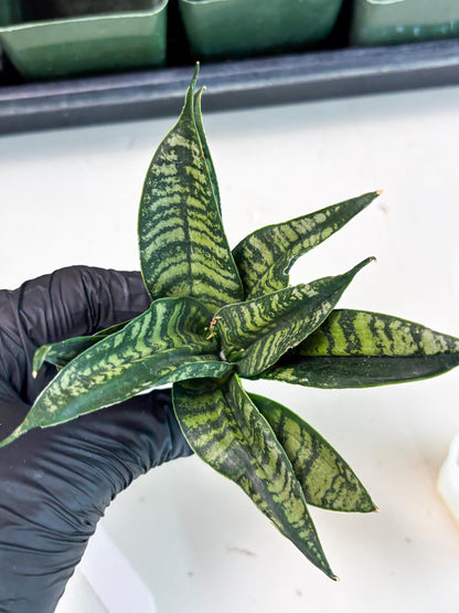 Sansevieria Spyder Crested (Ha5) (10) | Rare Collection