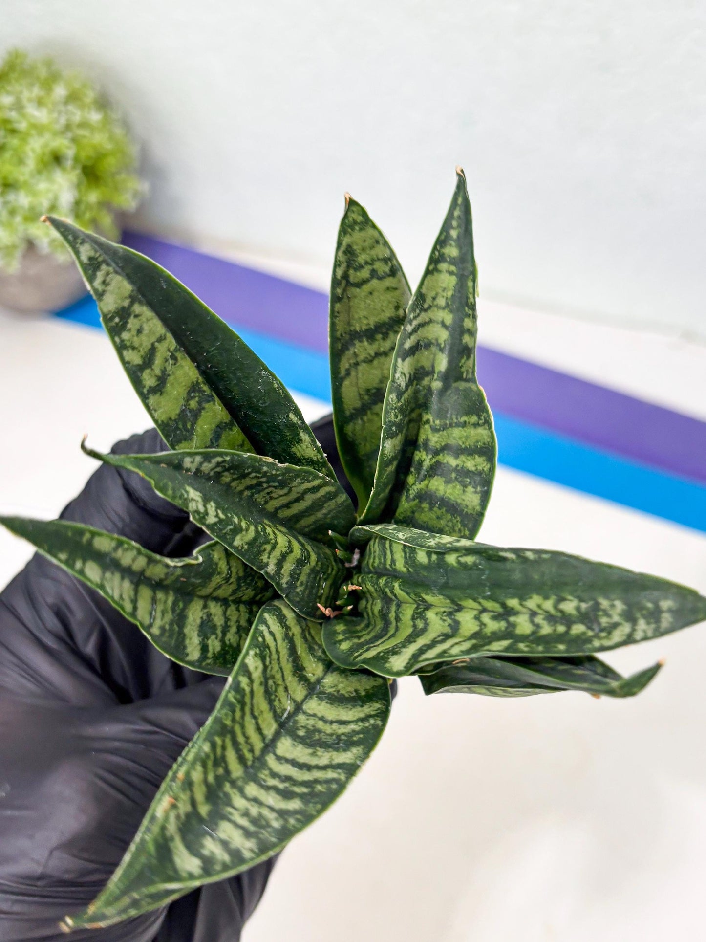 Sansevieria Spyder Crested (Ha5) (10) | Rare Collection