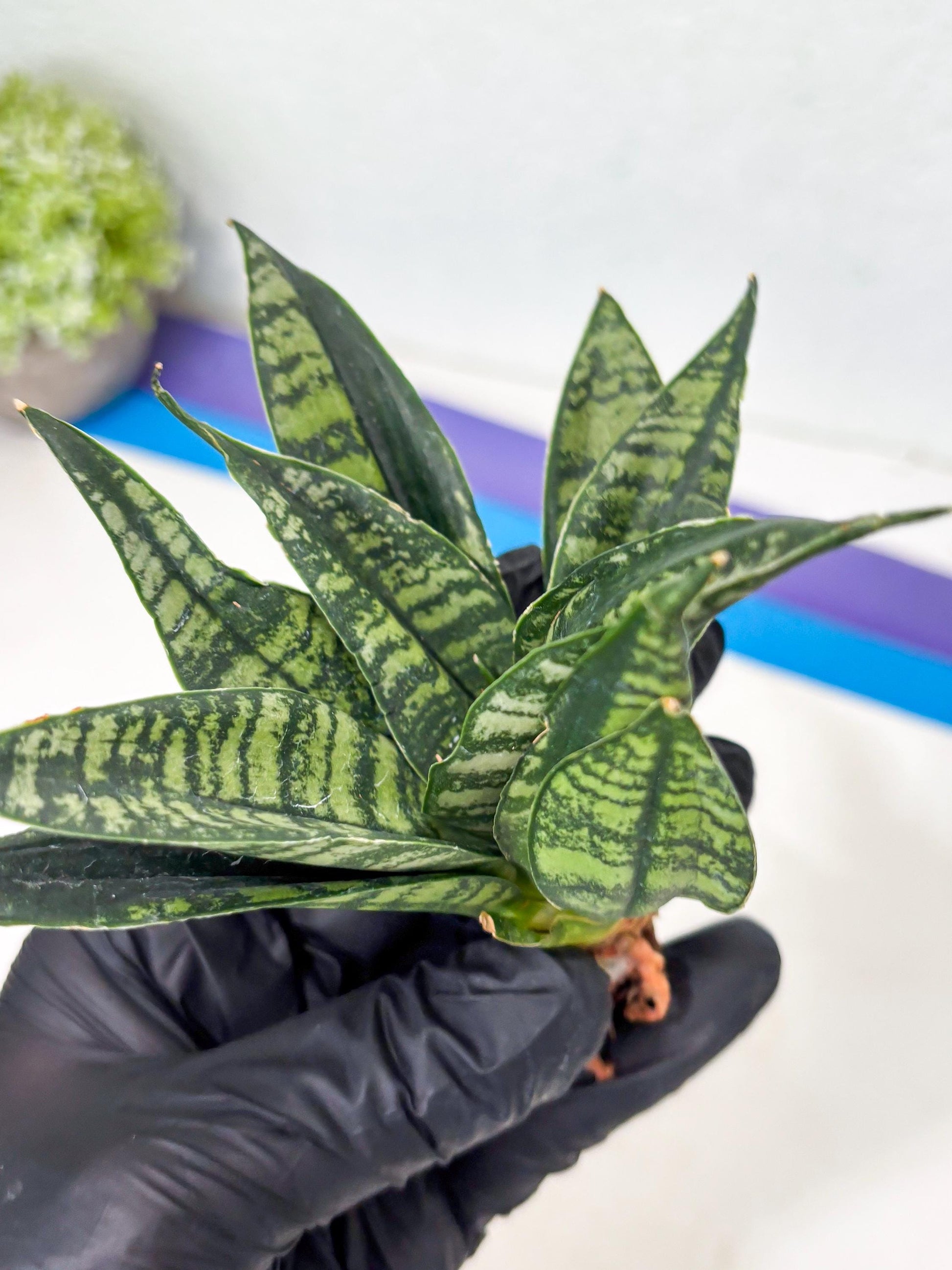 Sansevieria Spyder Crested (Ha5) (10) | Rare Collection