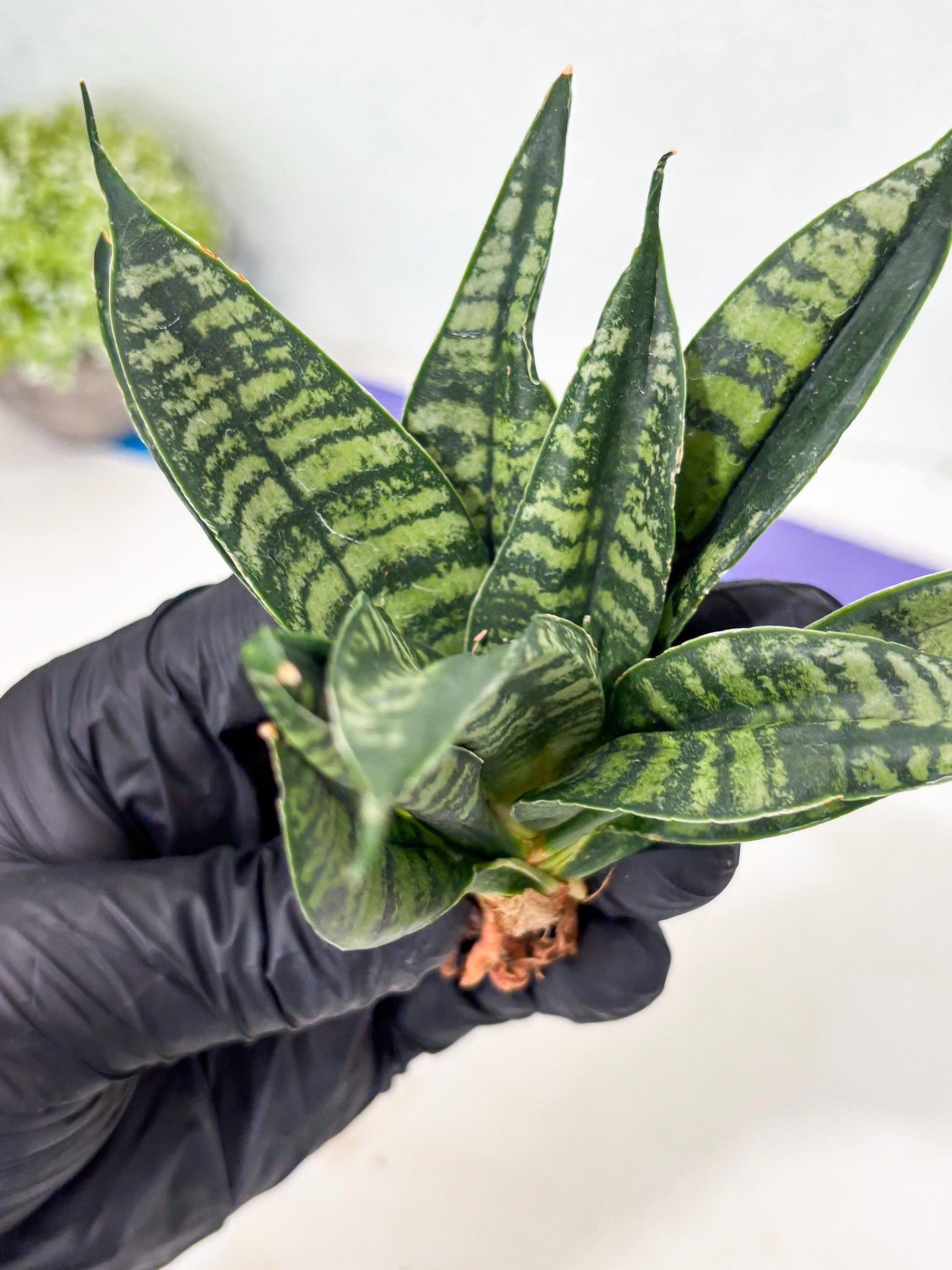 Sansevieria Spyder Crested (Ha5) (10) | Rare Collection