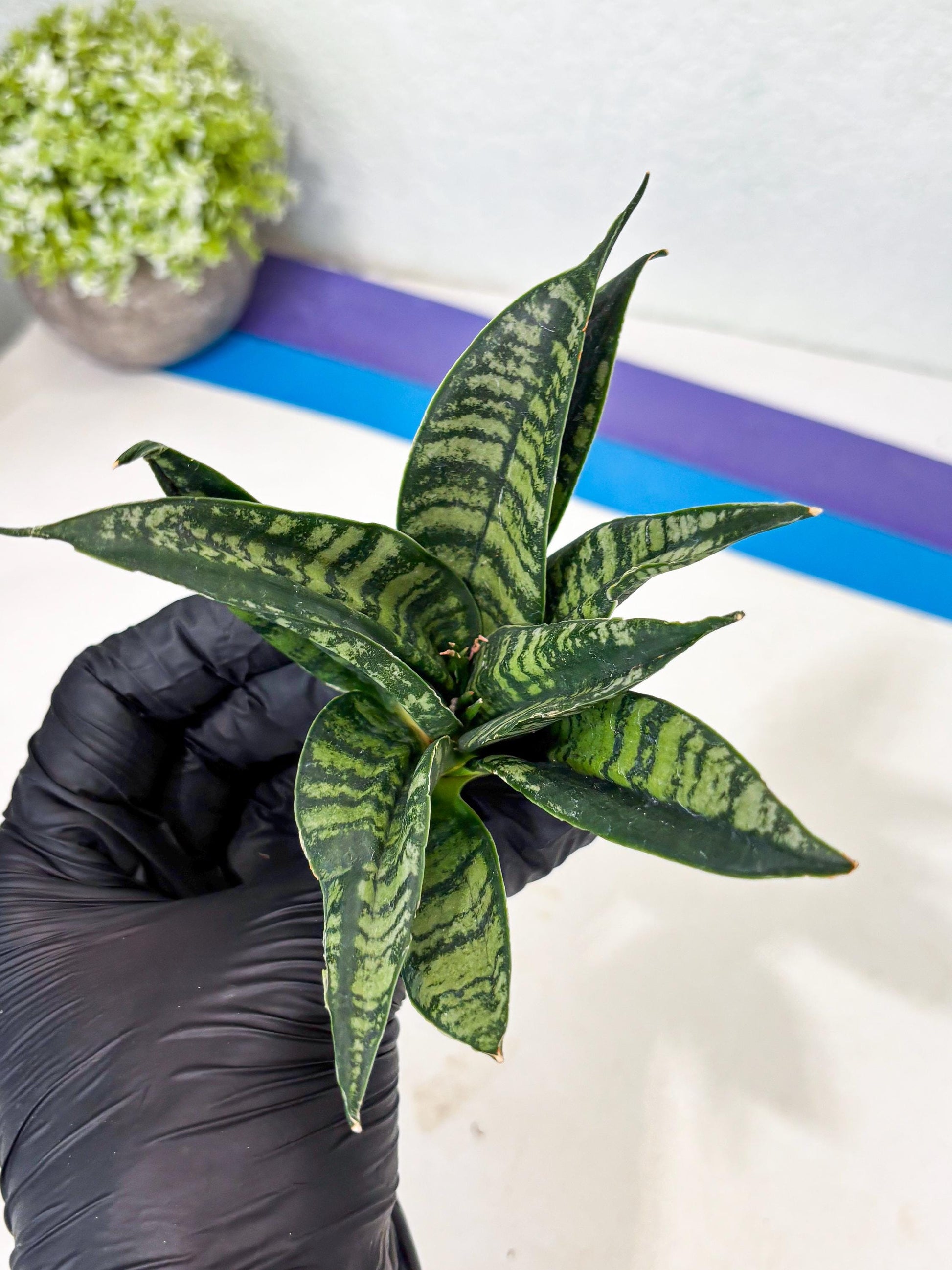 Sansevieria Spyder Crested (Ha5) (10) | Rare Collection