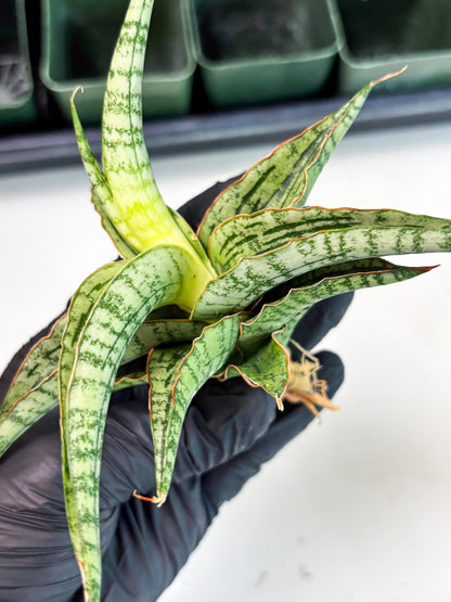 Sansevieria Nalika x Lawang (Ha5) (12) | Rare Collection