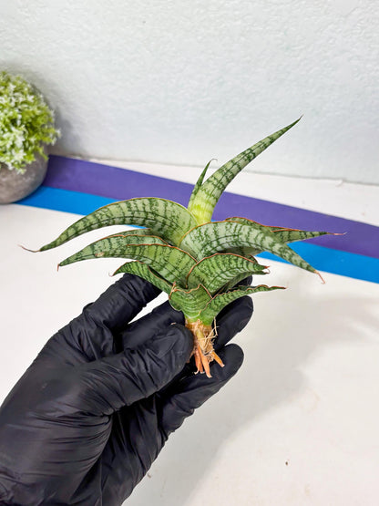 Sansevieria Nalika x Lawang (Ha5) (12) | Rare Collection