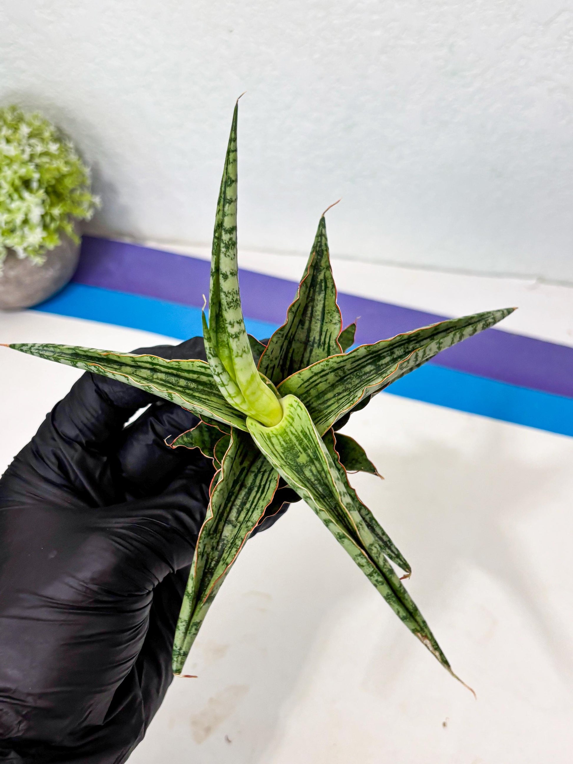 Sansevieria Nalika x Lawang (Ha5) (12) | Rare Collection