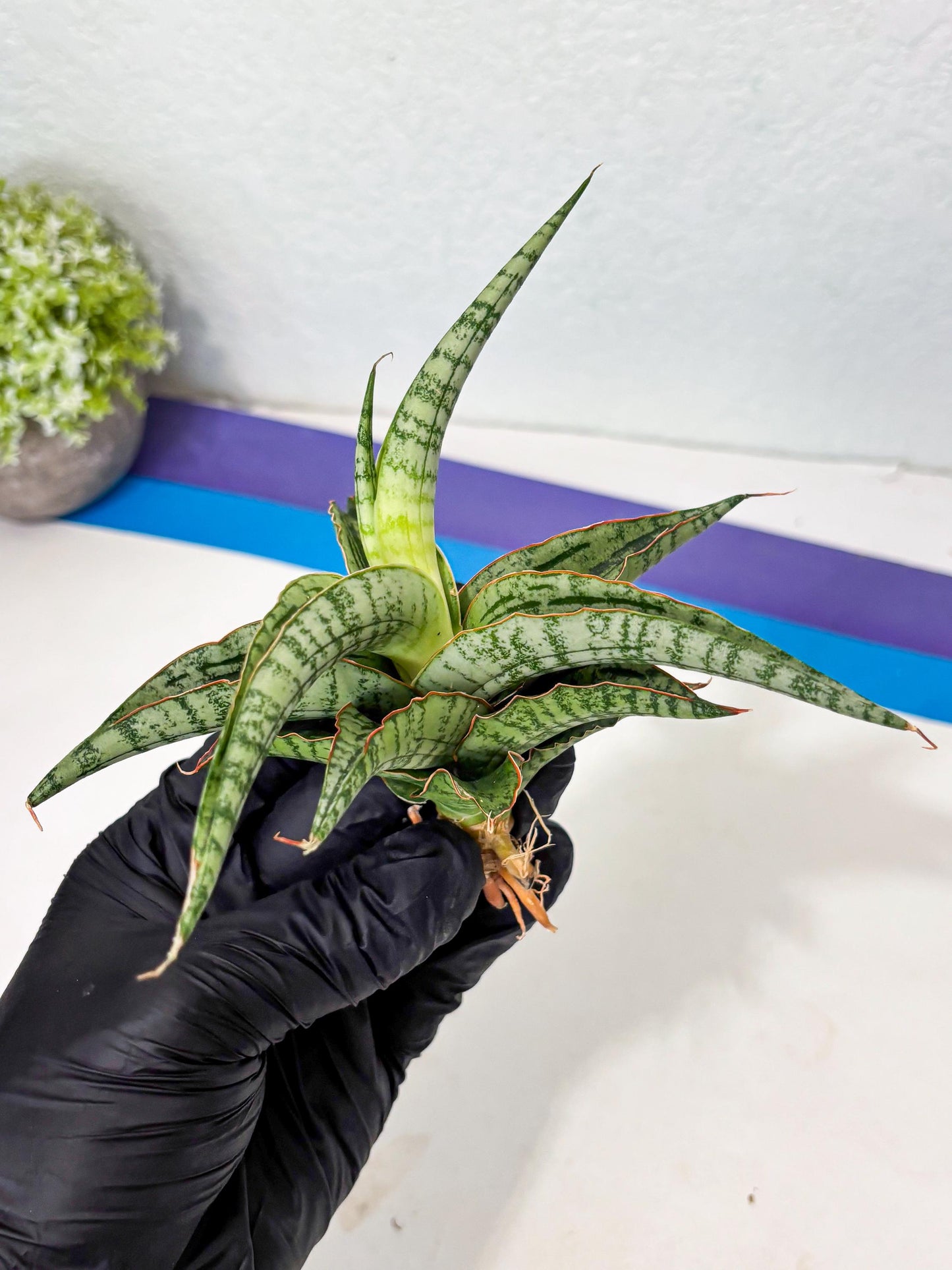 Sansevieria Nalika x Lawang (Ha5) (12) | Rare Collection