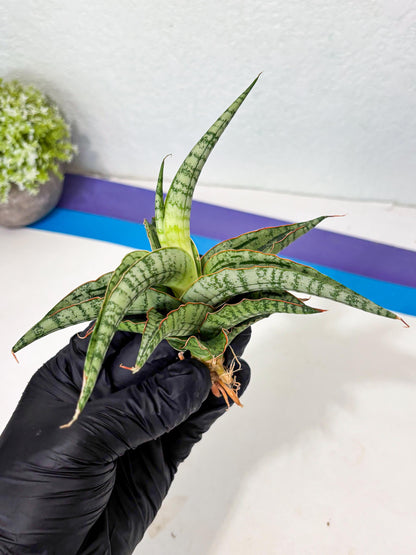 Sansevieria Nalika x Lawang (Ha5) (12) | Rare Collection