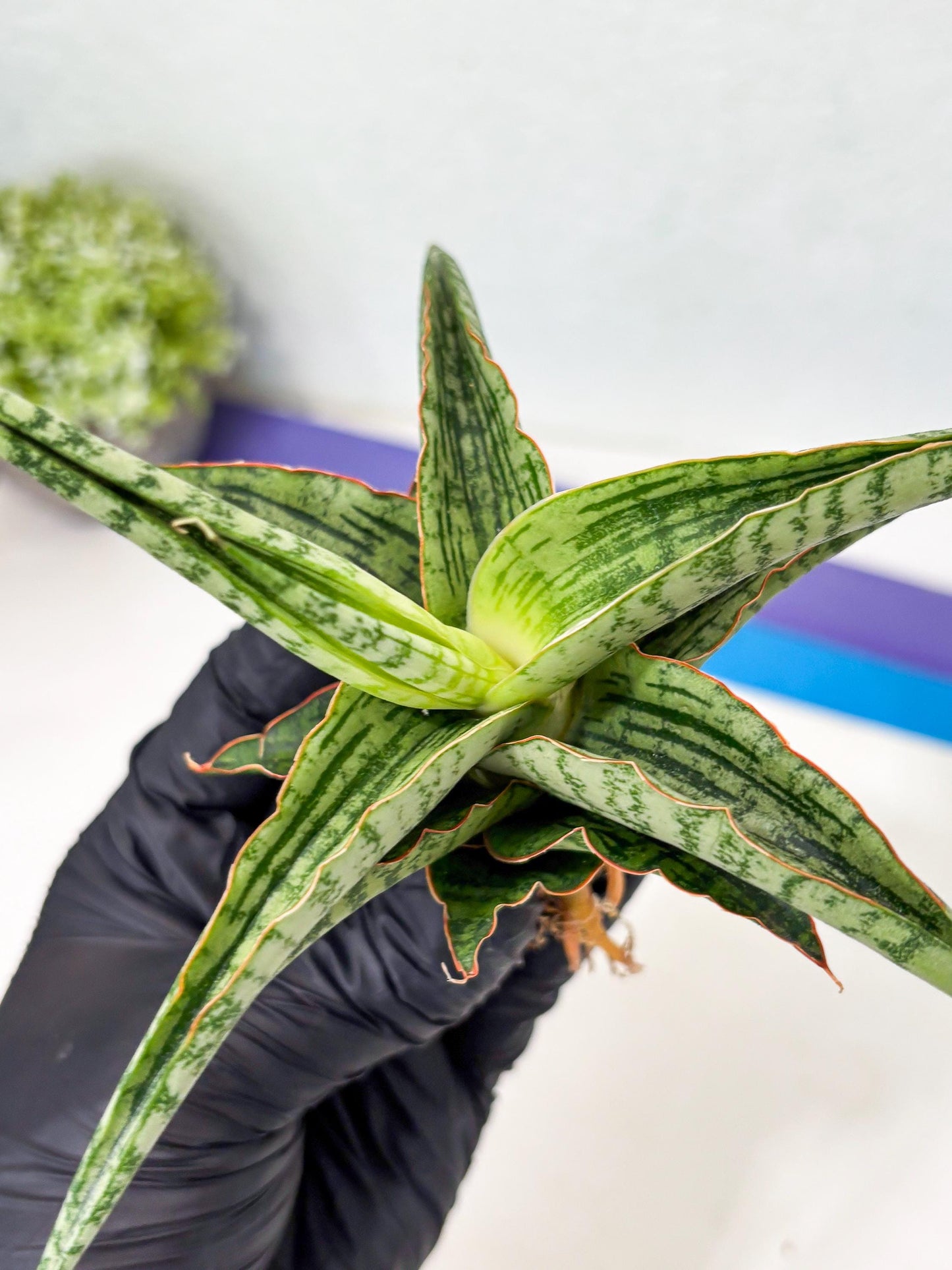 Sansevieria Nalika x Lawang (Ha5) (12) | Rare Collection