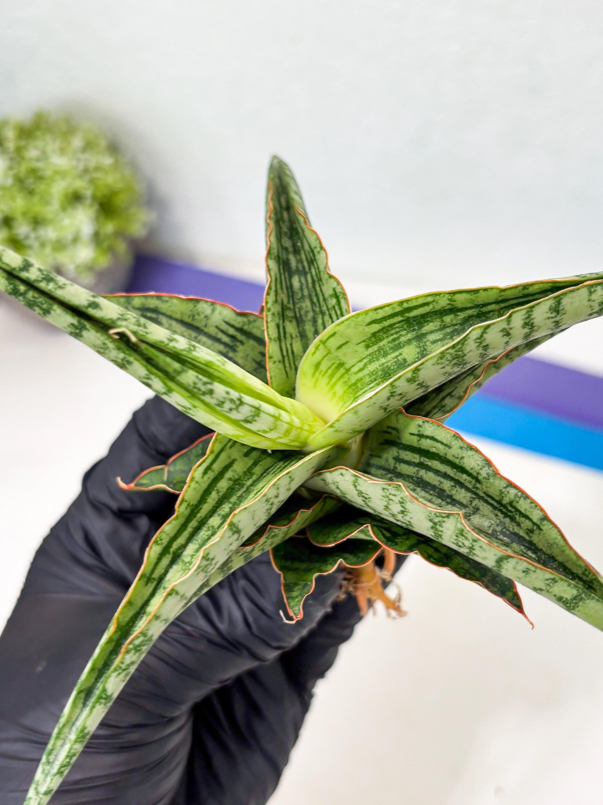 Sansevieria Nalika x Lawang (Ha5) (12) | Rare Collection
