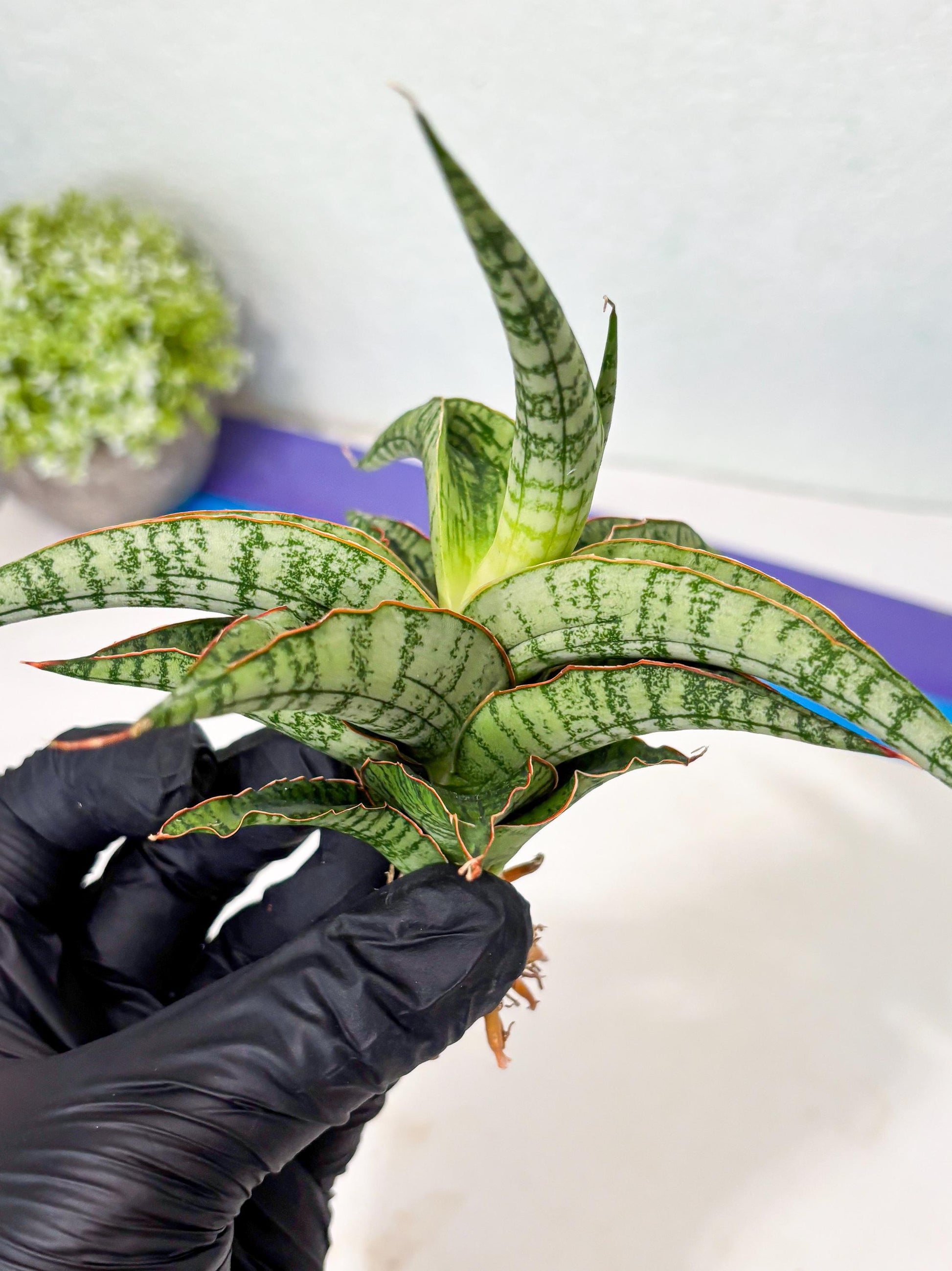Sansevieria Nalika x Lawang (Ha5) (12) | Rare Collection