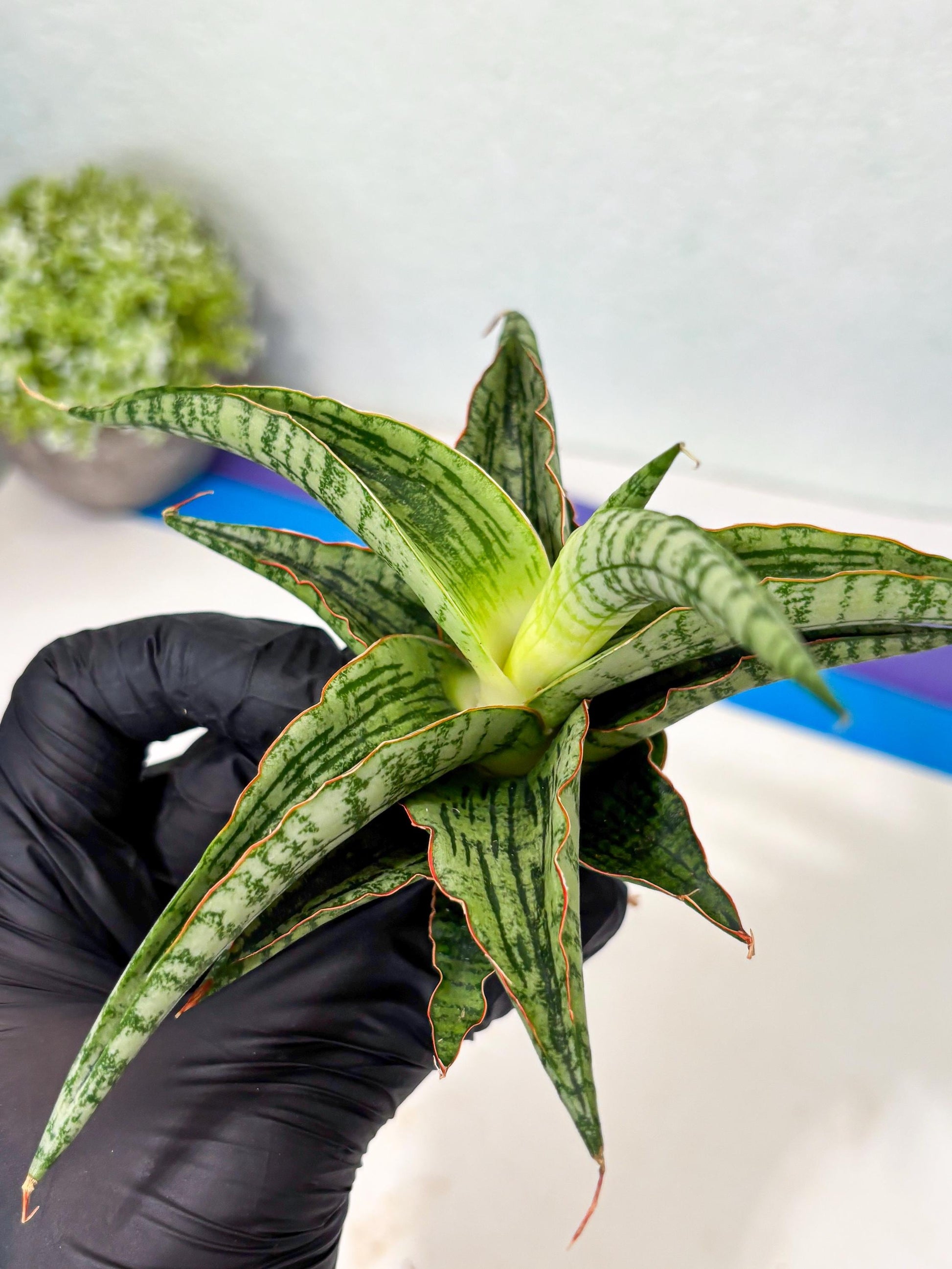 Sansevieria Nalika x Lawang (Ha5) (12) | Rare Collection