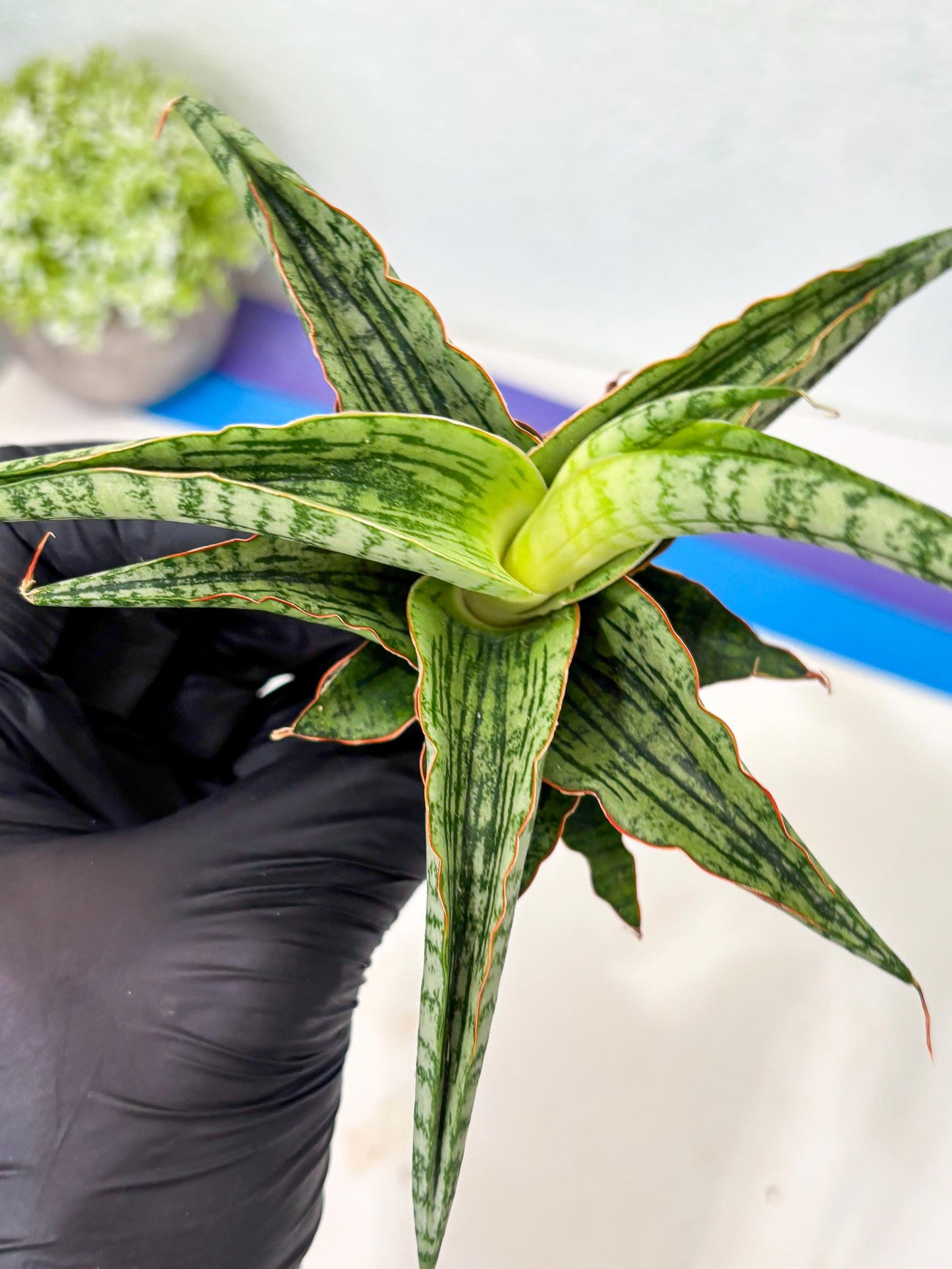 Sansevieria Nalika x Lawang (Ha5) (12) | Rare Collection