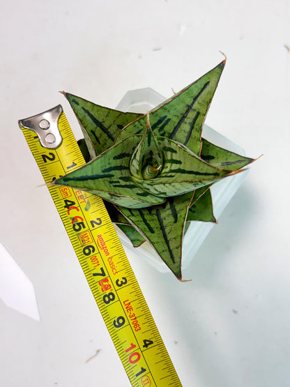 Sansevieria Kaisar (Ha5) (14) | Rare Collection