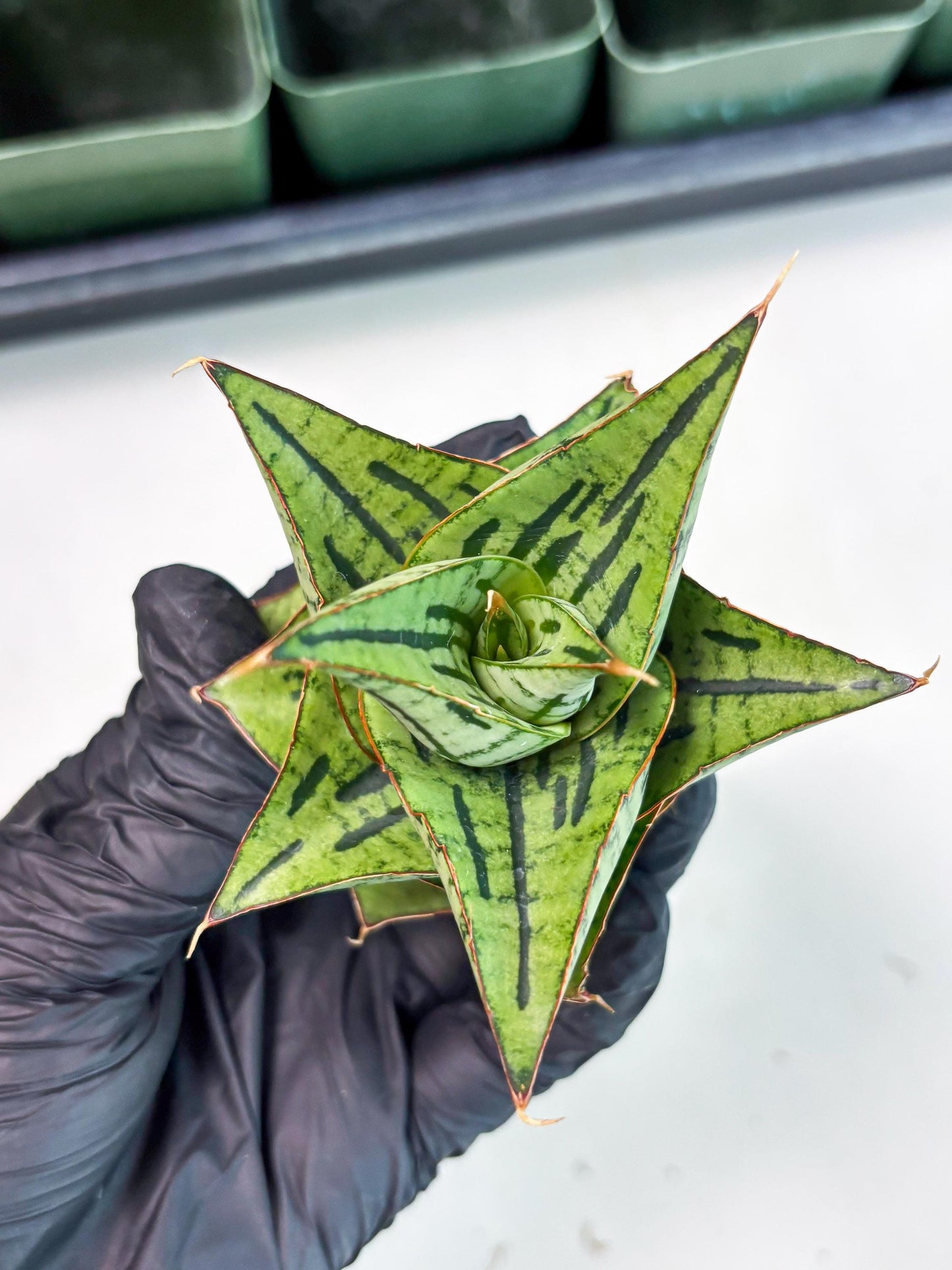 Sansevieria Kaisar (Ha5) (14) | Rare Collection