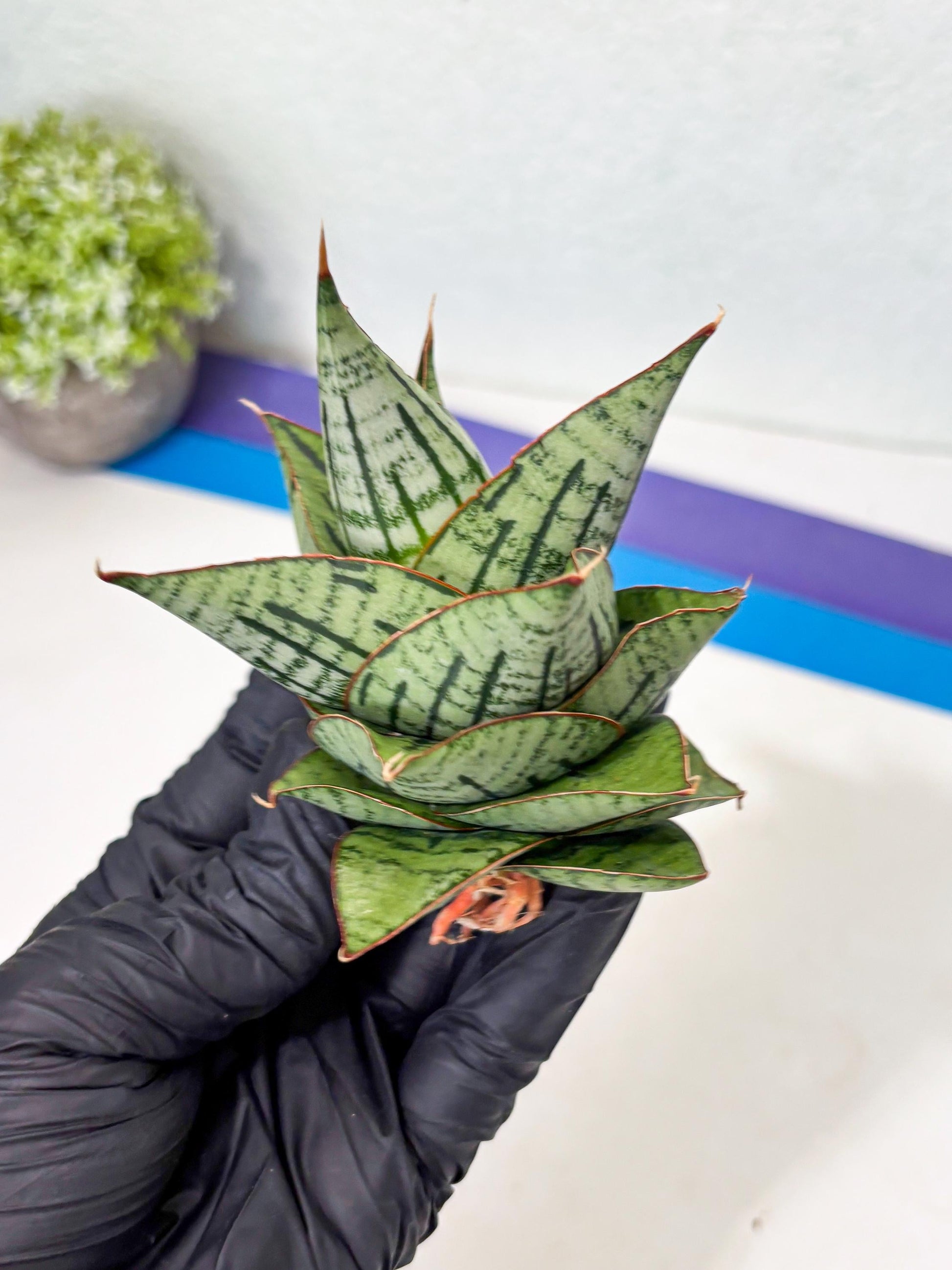 Sansevieria Kaisar (Ha5) (14) | Rare Collection