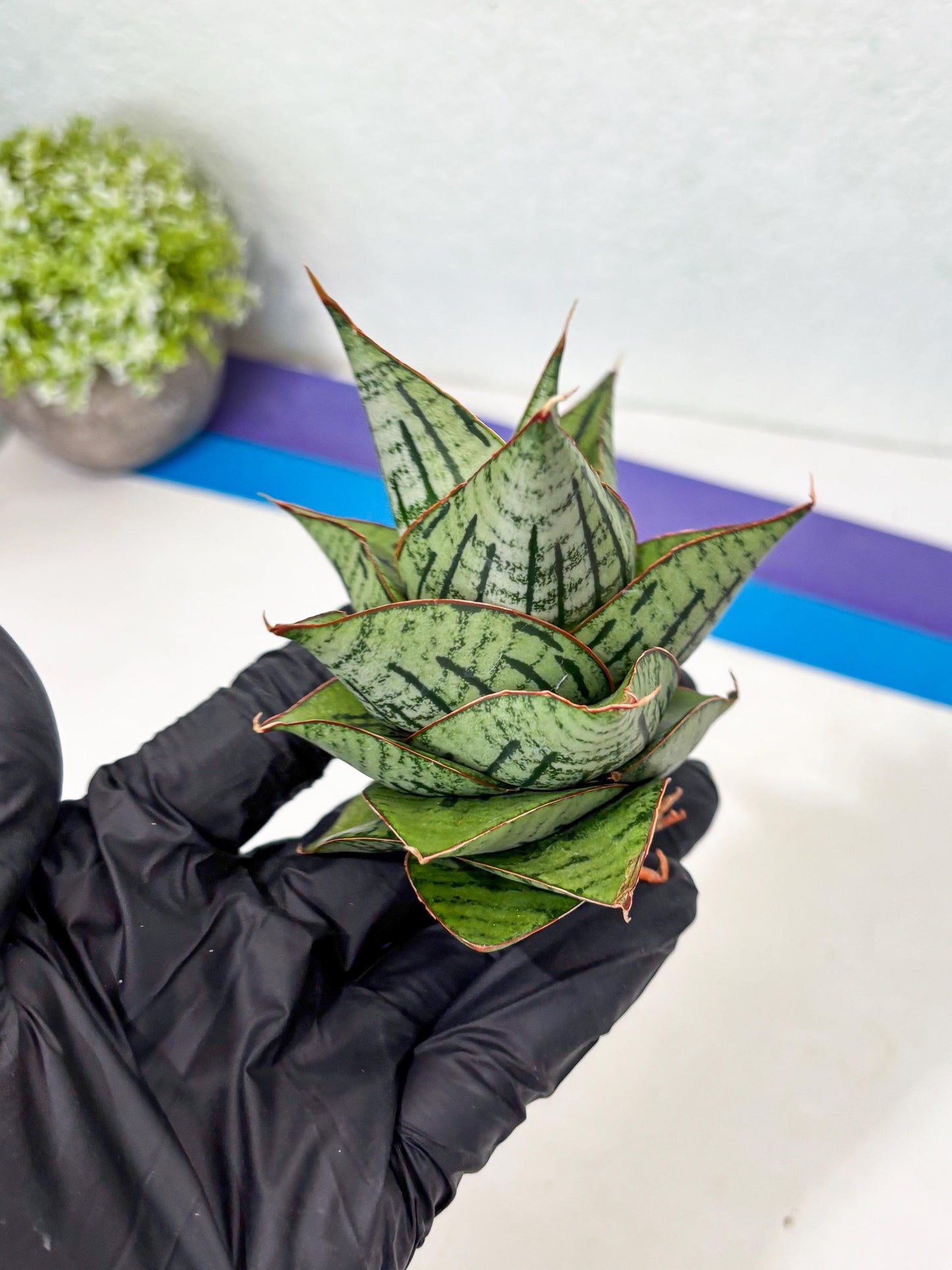 Sansevieria Kaisar (Ha5) (14) | Rare Collection
