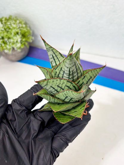 Sansevieria Kaisar (Ha5) (14) | Rare Collection
