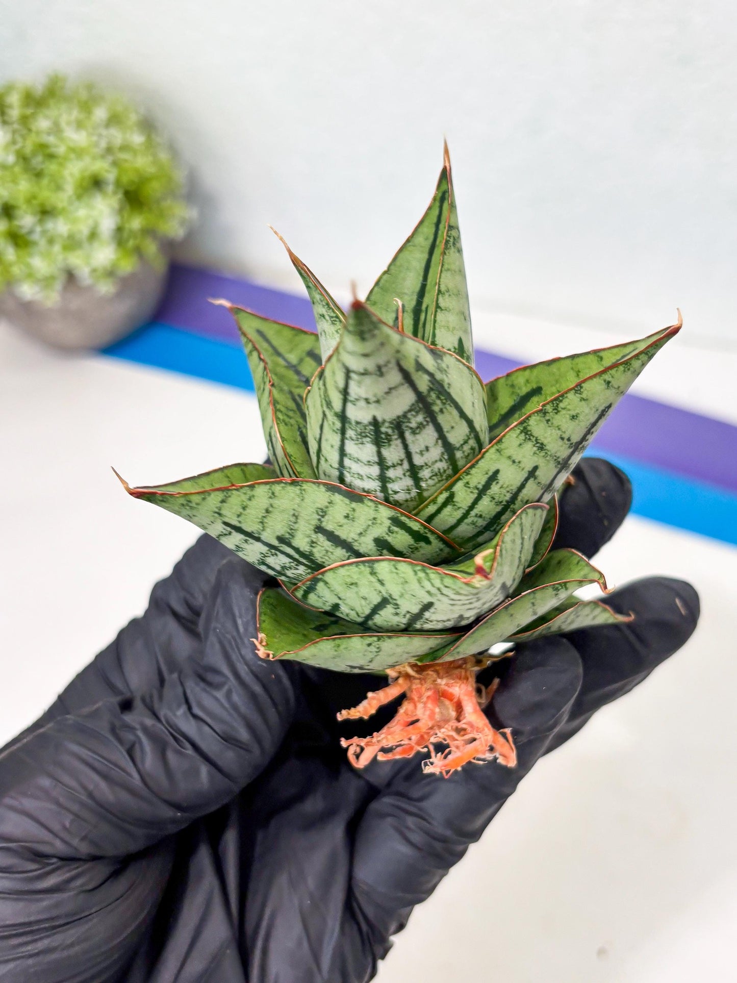 Sansevieria Kaisar (Ha5) (14) | Rare Collection
