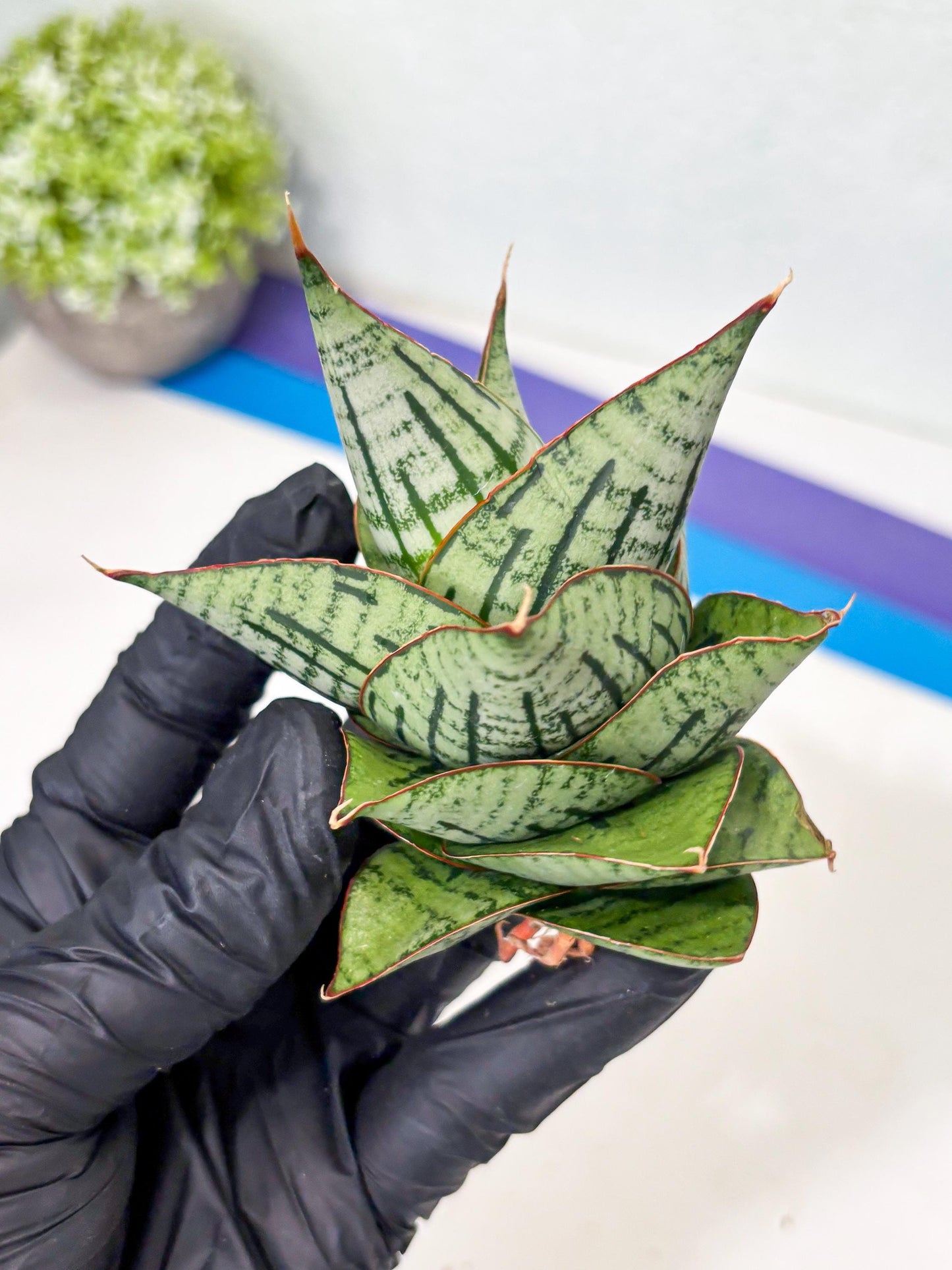 Sansevieria Kaisar (Ha5) (14) | Rare Collection