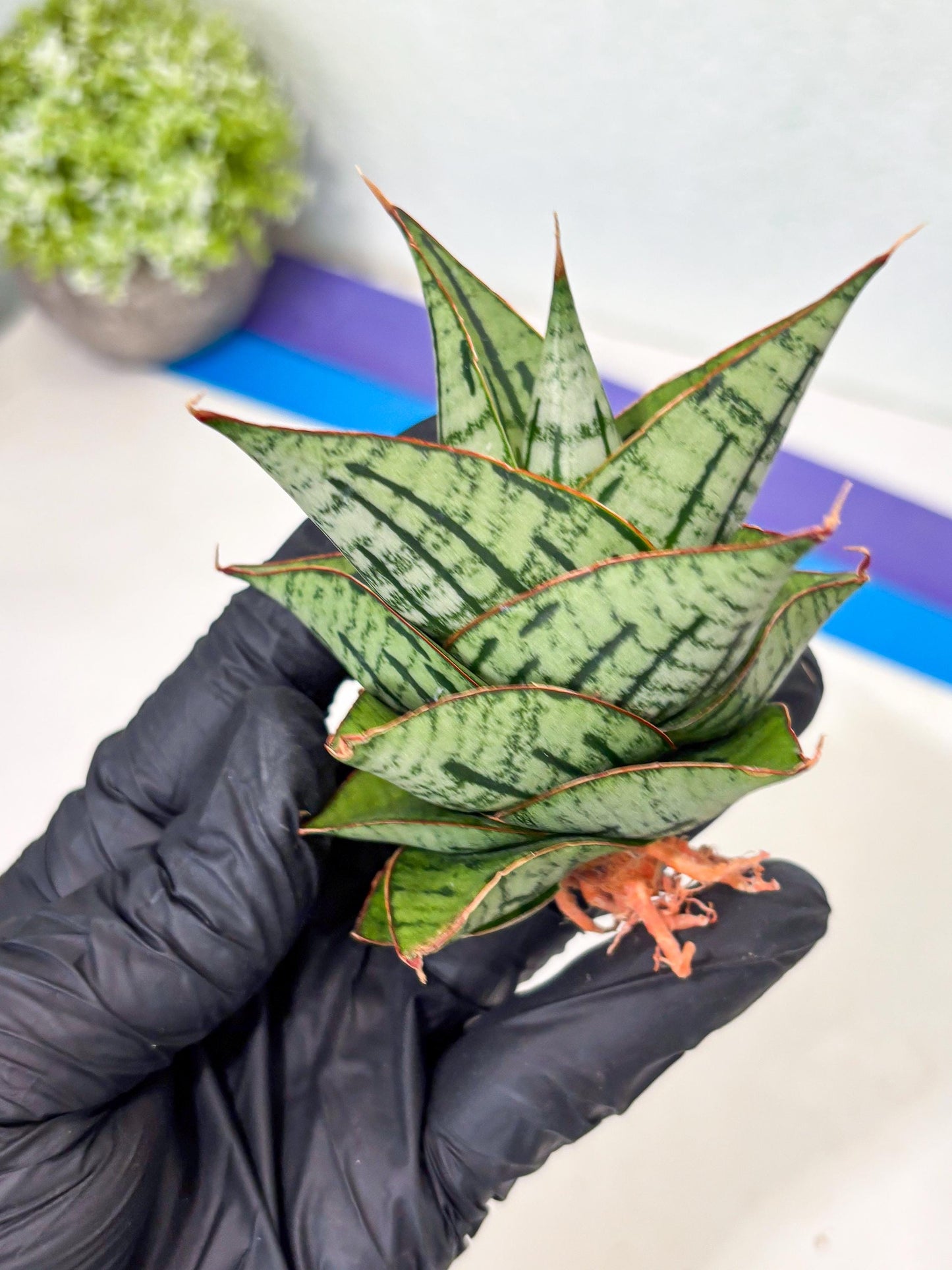 Sansevieria Kaisar (Ha5) (14) | Rare Collection