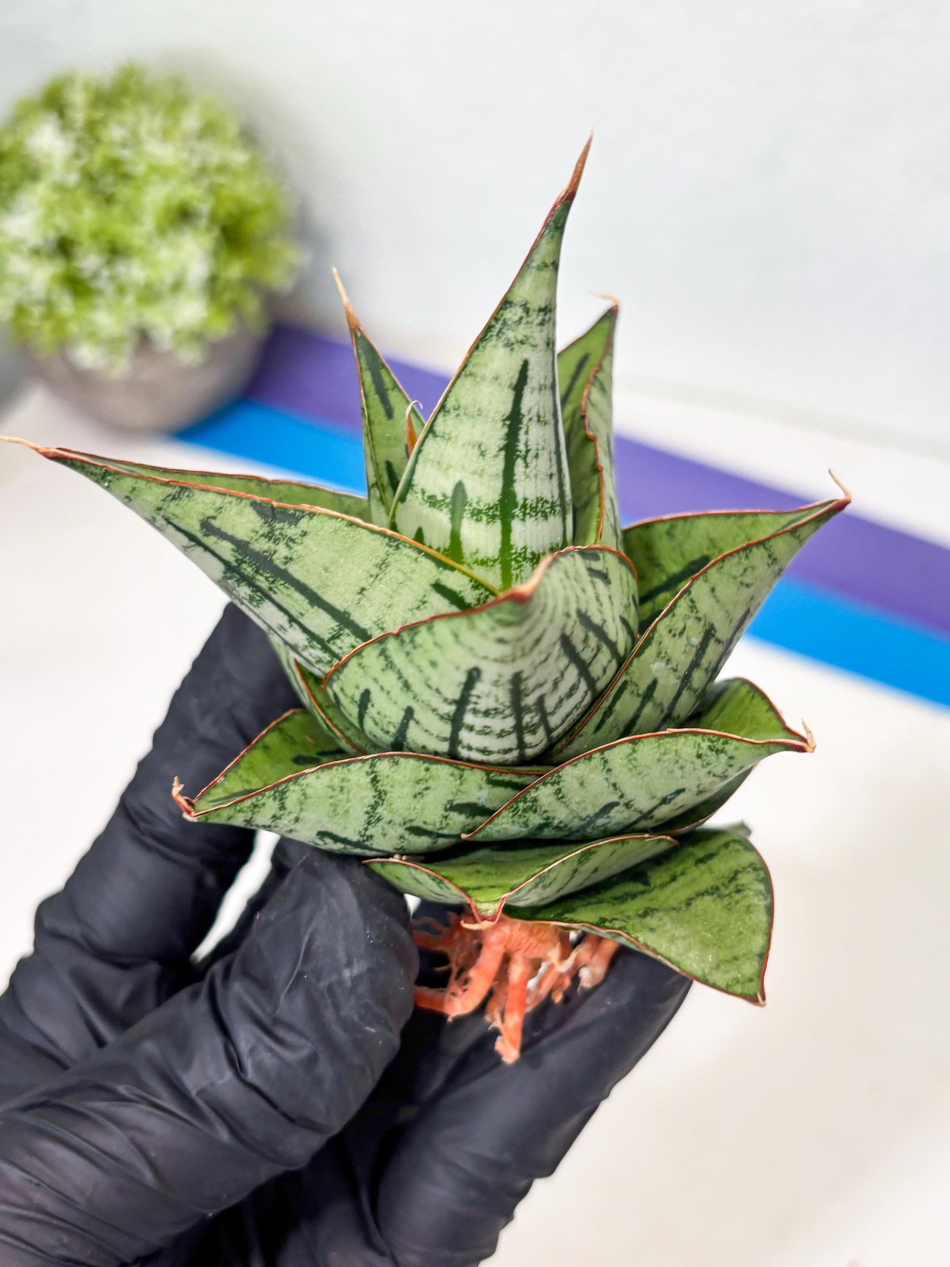 Sansevieria Kaisar (Ha5) (14) | Rare Collection