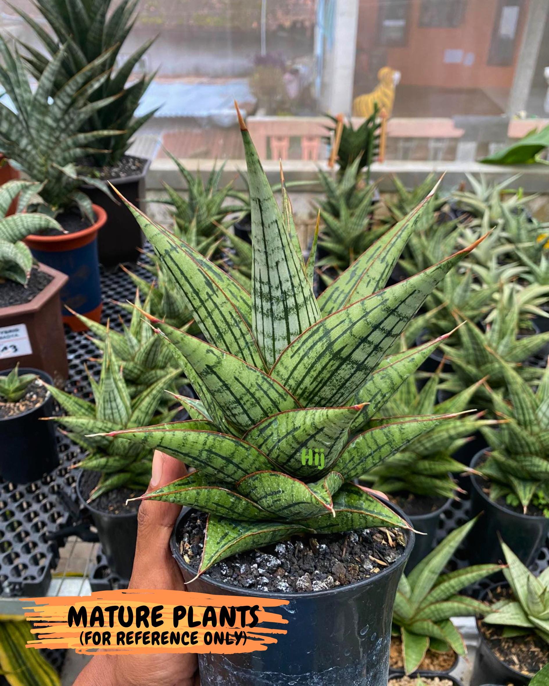 Sansevieria Kaisar (Ha5) (14) | Rare Collection