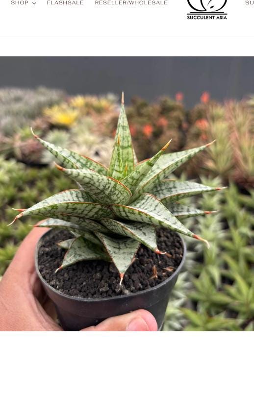 Sansevieria Desi (Ha5) (15) | Rare Collection