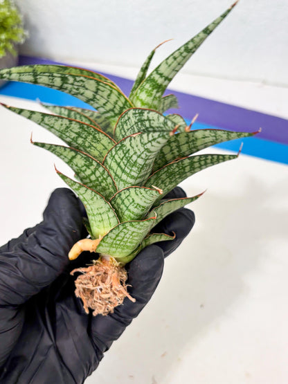 Sansevieria Desi (Ha5) (15) | Rare Collection