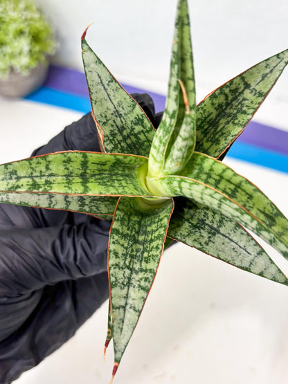 Sansevieria Desi (Ha5) (15) | Rare Collection