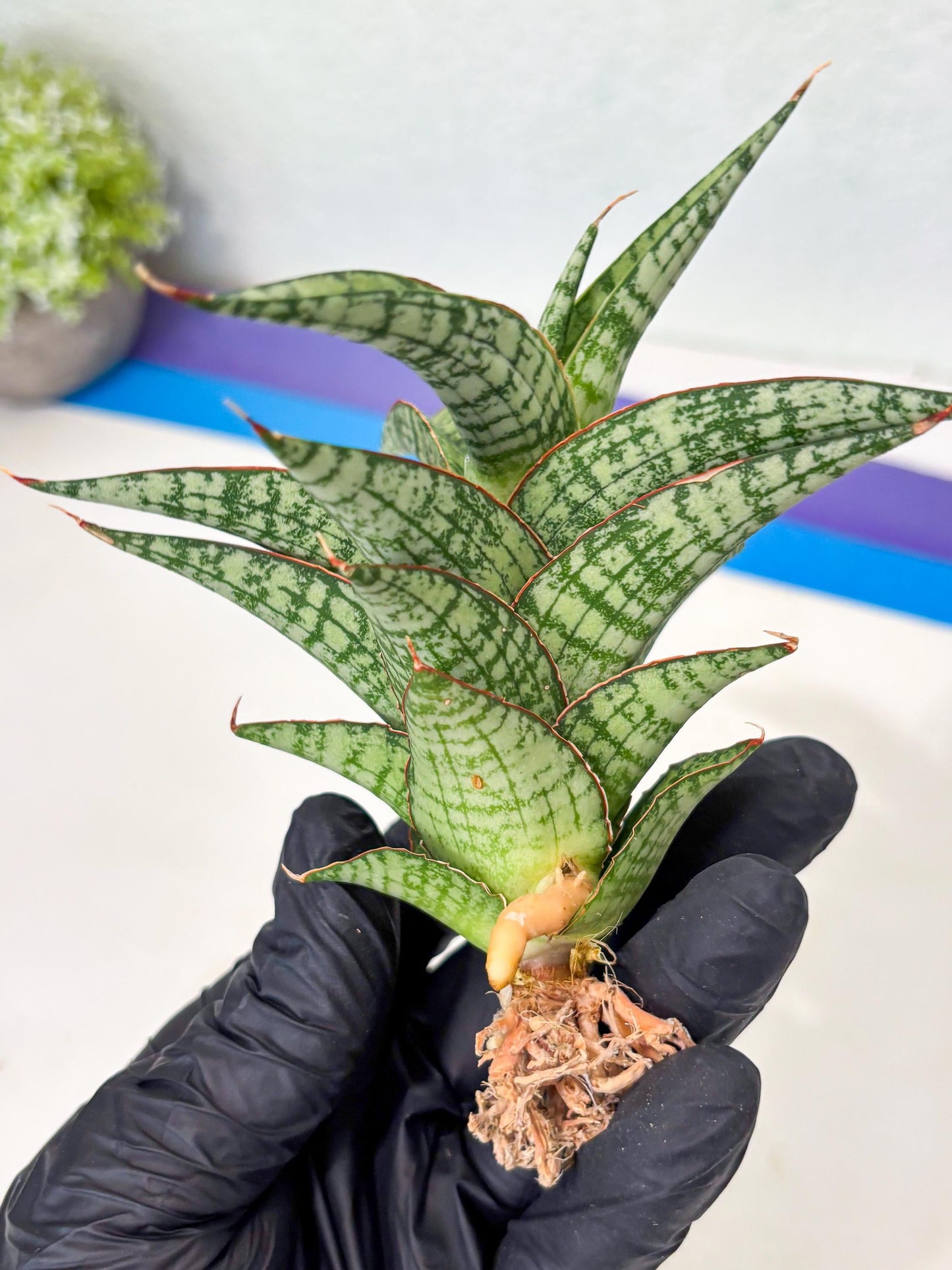 Sansevieria Desi (Ha5) (15) | Rare Collection