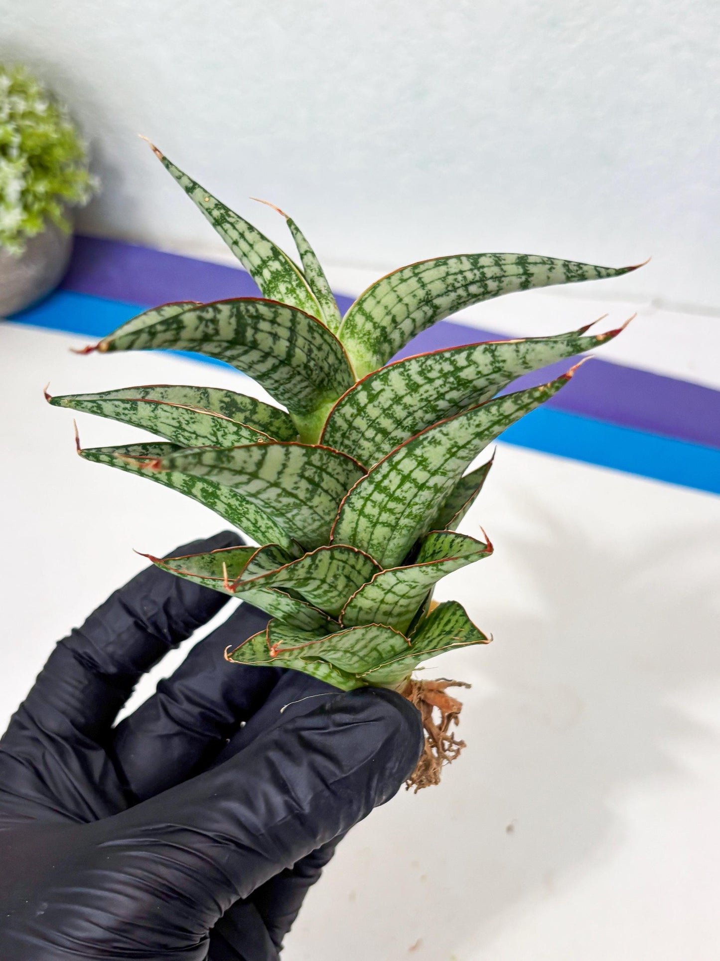 Sansevieria Desi (Ha5) (15) | Rare Collection