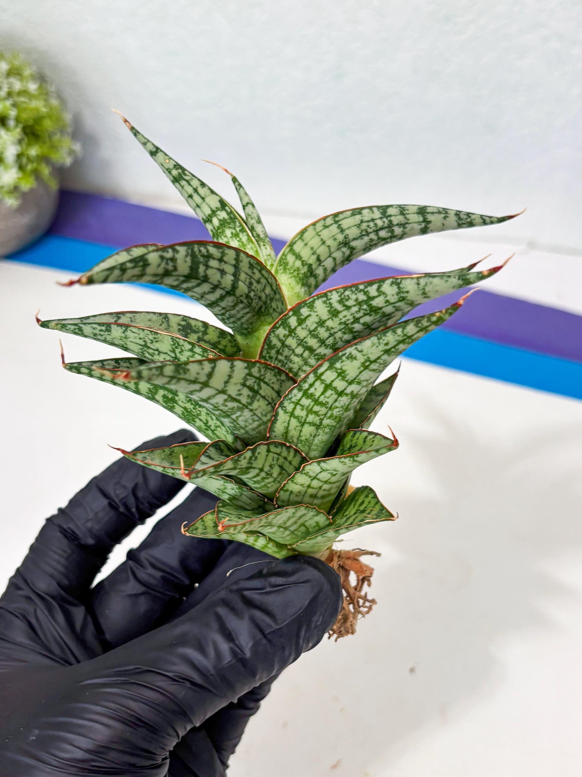 Sansevieria Desi (Ha5) (15) | Rare Collection