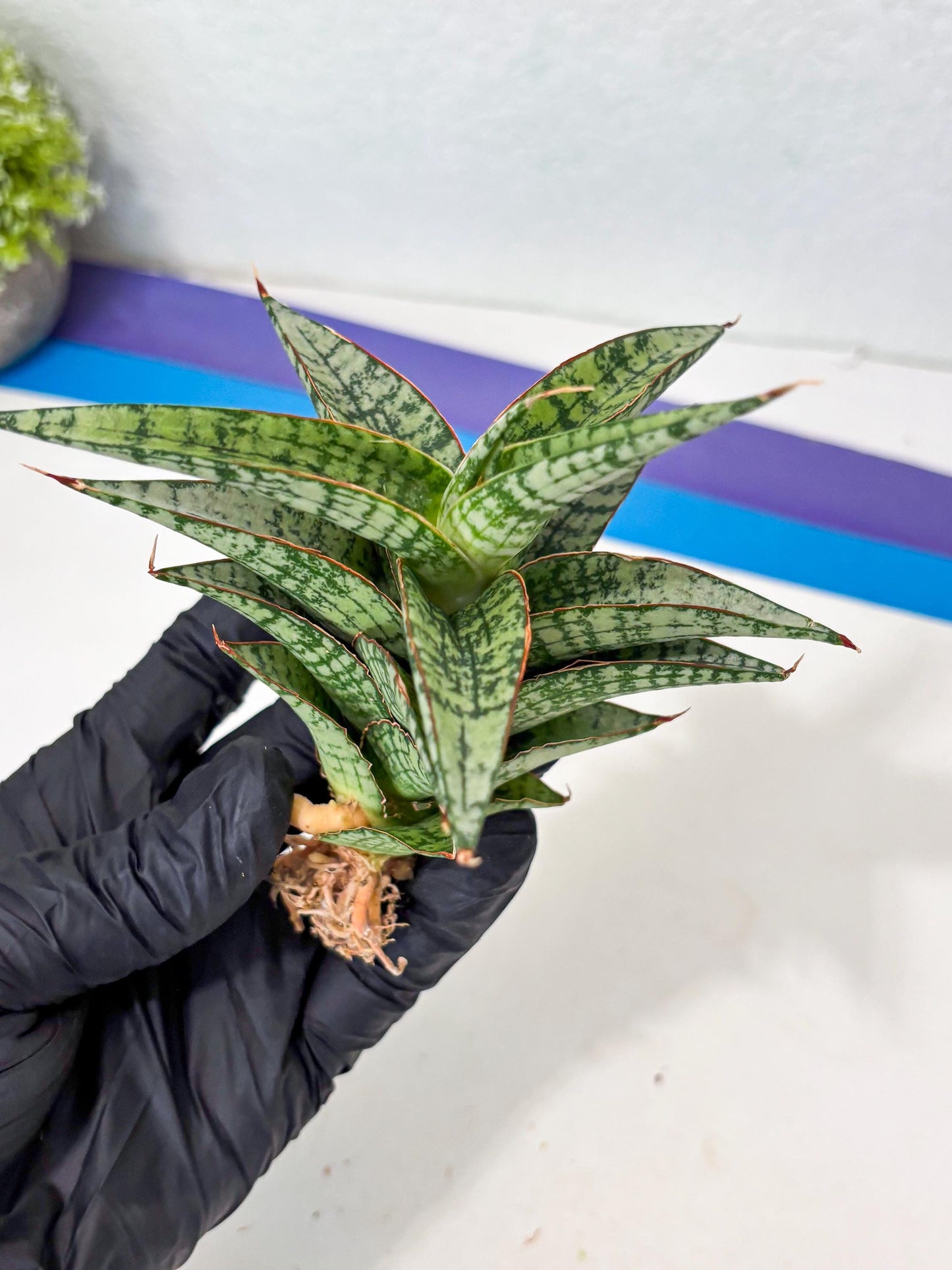 Sansevieria Desi (Ha5) (15) | Rare Collection