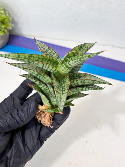 Sansevieria Desi (Ha5) (15) | Rare Collection