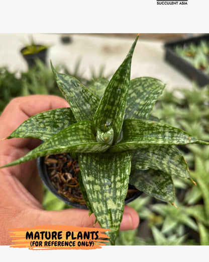 Sansevieria Mosar (Ha1) (12) | Imported hybrids